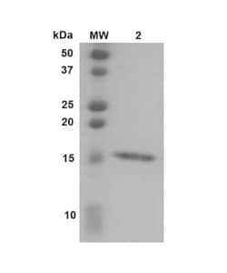 Novus Biologicals&nbsp;Recombinant Human Transthyretin/Prealbumin L55P Variant, Monomer Protein